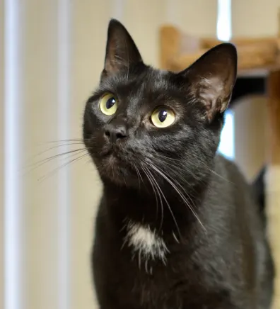 Andy, a black cat, at Companion Animal Hospital
